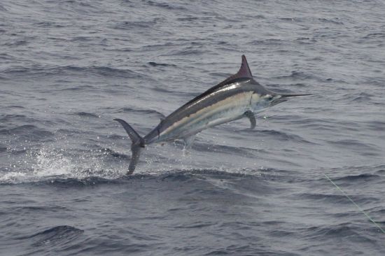 Port firing in lead-up to Interclub